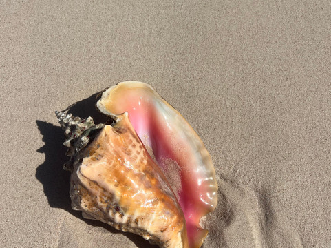 Ocean Vibes Scuba & Watersports-Grand Turk必去景点