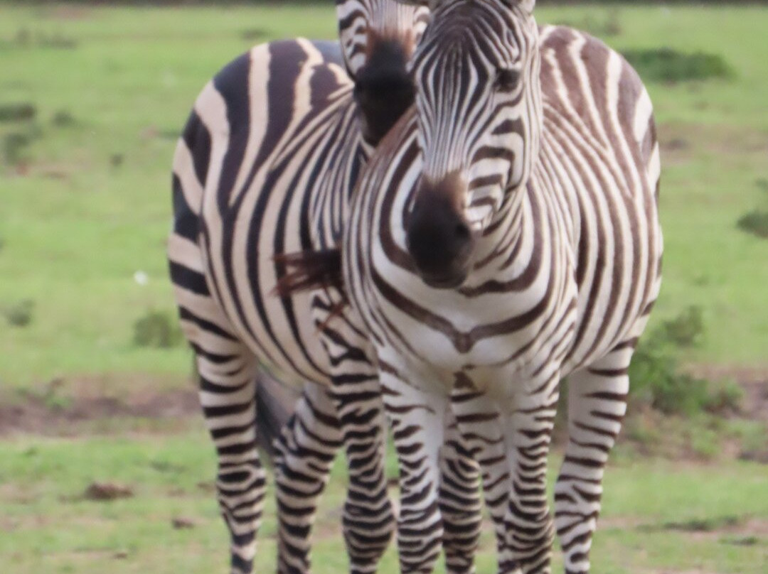 Imara Africa Safaris-内罗毕必去景点