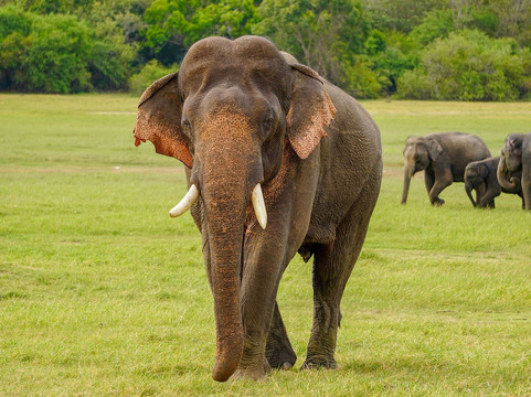 Sri Lanka Jeep Safari-锡吉里亚必去景点