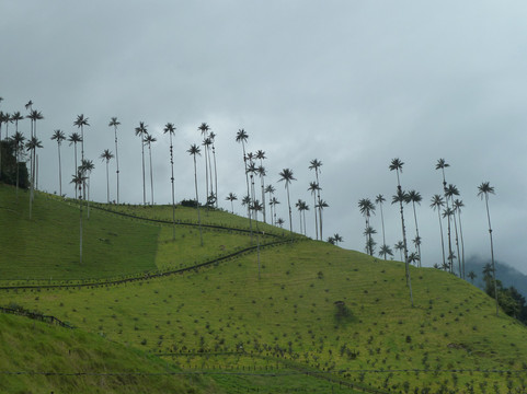 Living Trips-佩雷拉必去景点