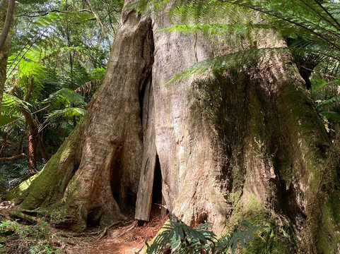 梅茨雷斯特热带雨林-阿波罗湾必去景点