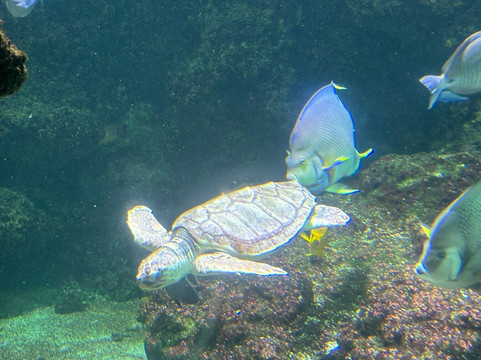 Aquarium La Rochelle-拉罗谢尔必去景点