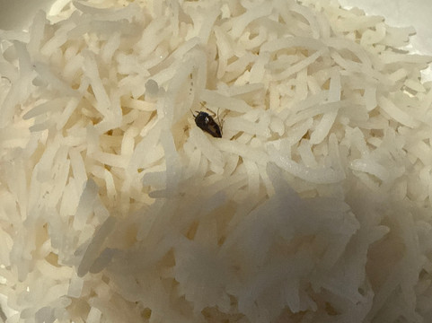 Delhi Palace Indian Cuisine