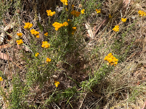 Teddy's Lookout-洛恩必去景点