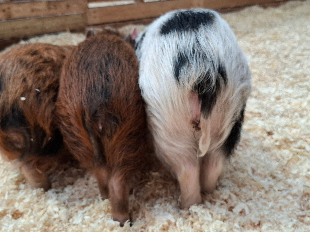 Kew Little Pigs Farm Ltd-Amersham必去景点