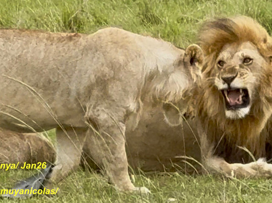 Gamewatchers Safaris-内罗毕必去景点