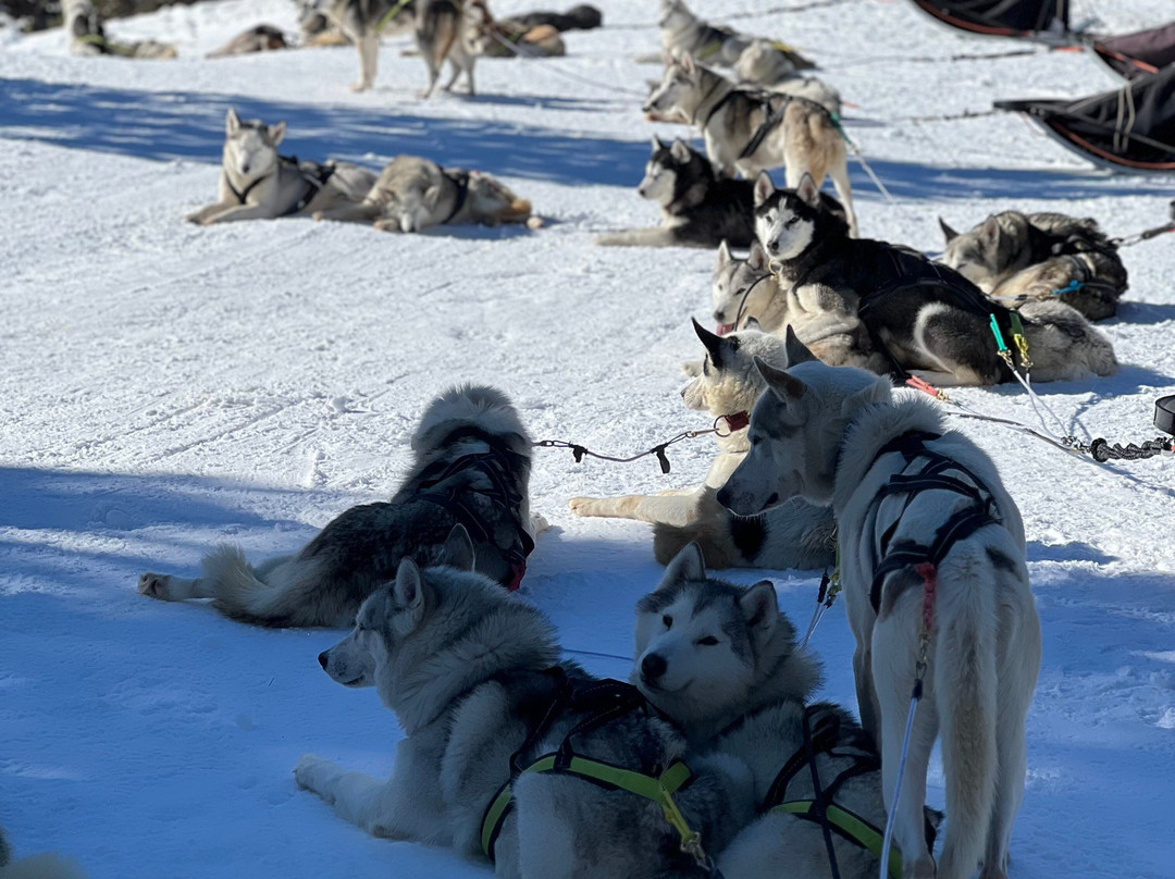 Huskysleddog-San Martino in Badia必去景点