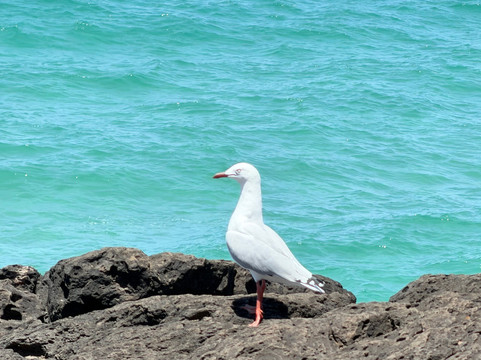 Fingal Head Lighthouse-Fingal Head必去景点