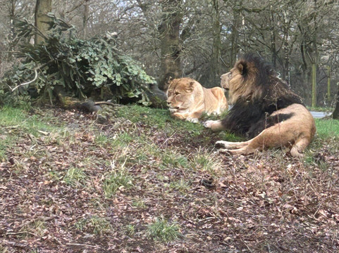 Knowsley Safari-Prescot必去景点