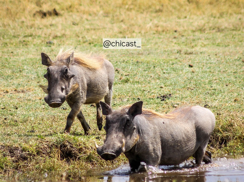 African Scenic Safaris-莫西必去景点