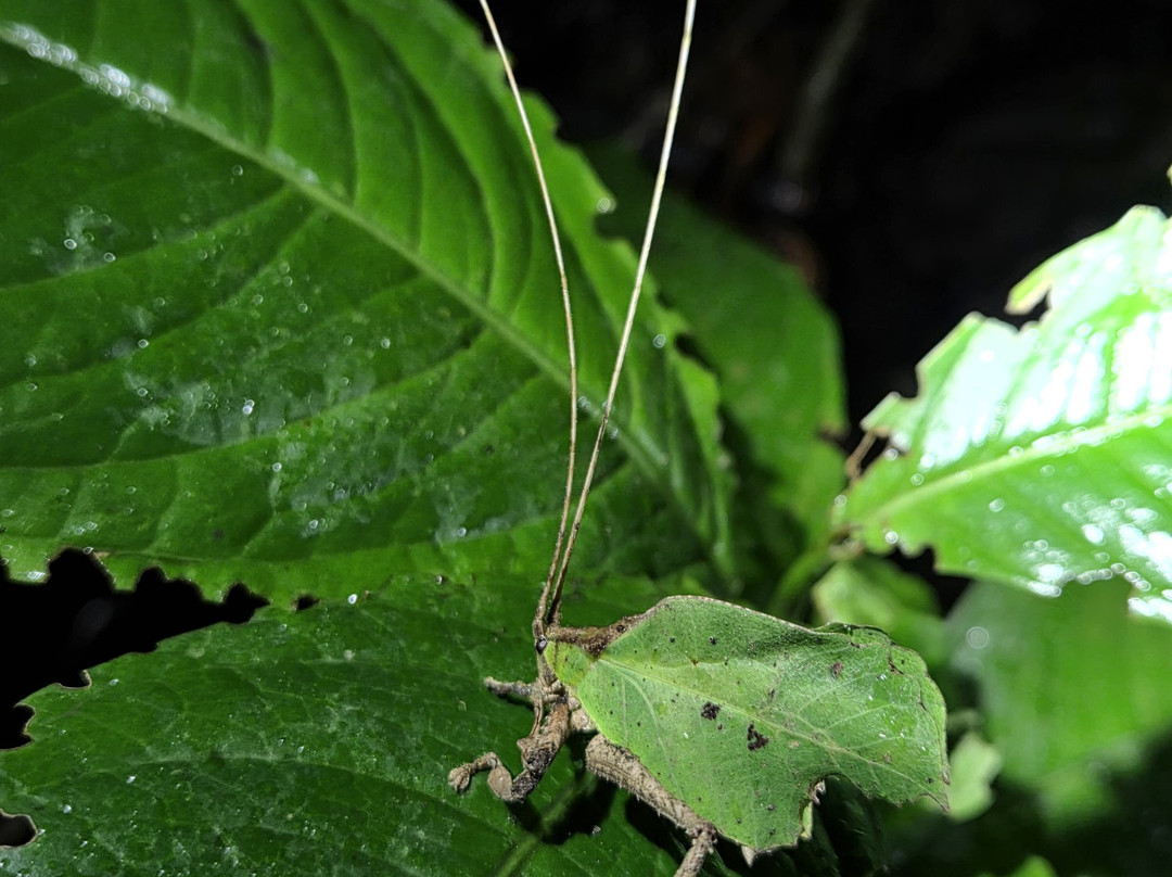 Myioborus  Nature Tours-圣埃伦娜必去景点
