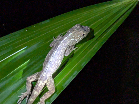 Pura Vida Tours & Transfers-哥斯达黎加安东尼奥国家公园必去景点