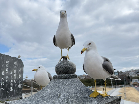 Kabushima Shrine-八户市必去景点