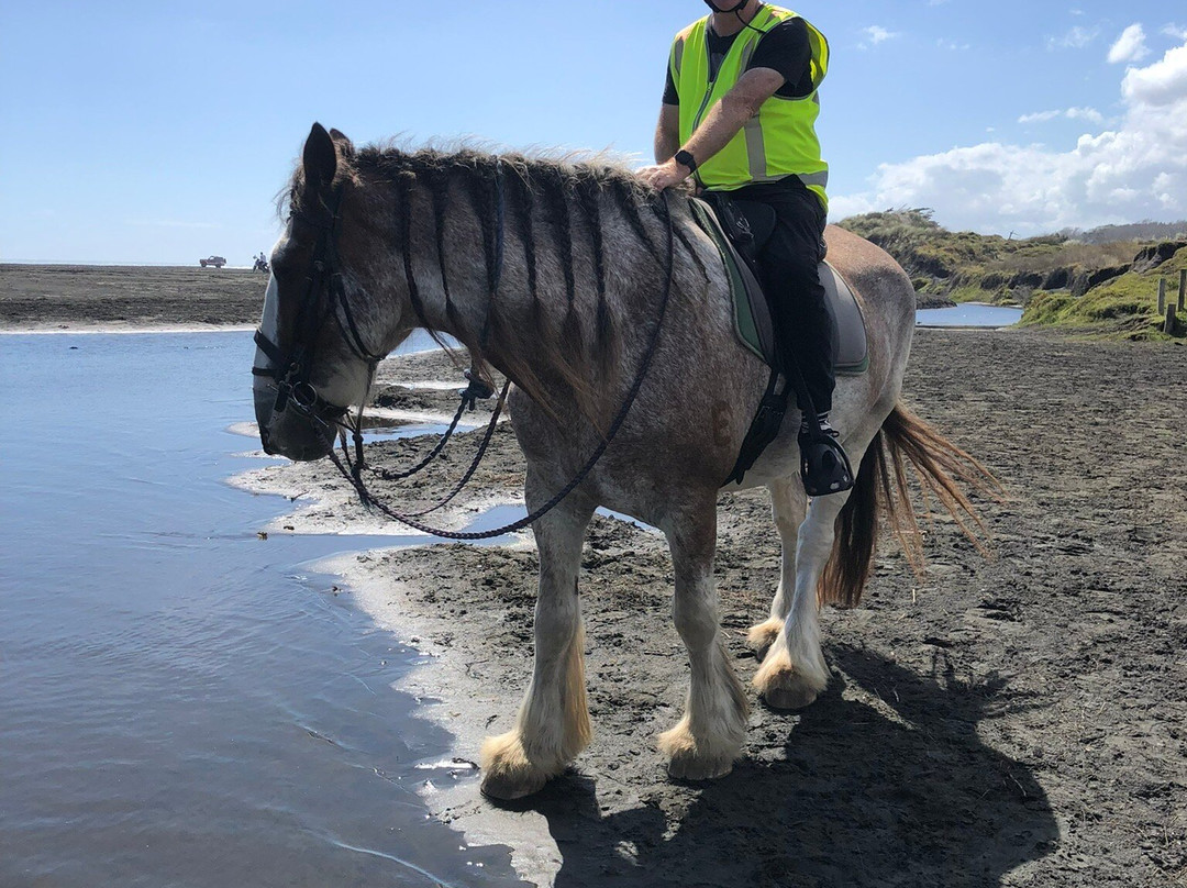 Muriwai Beach Horse Treks-穆里怀海滩必去景点