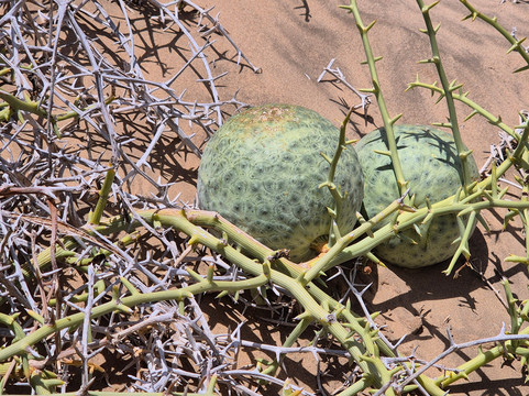 Desert Dunes & Dust Tours-斯瓦科普蒙德必去景点