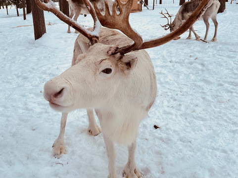 Openlappland-Amsele必去景点