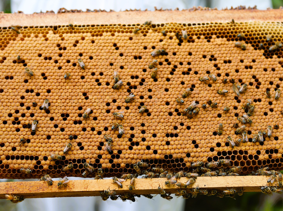 Manuel Antonio Bee Farm Tour-哥斯达黎加安东尼奥国家公园必去景点