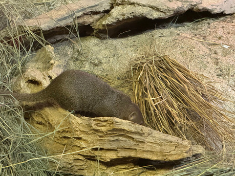 Newquay Zoo-纽奎必去景点