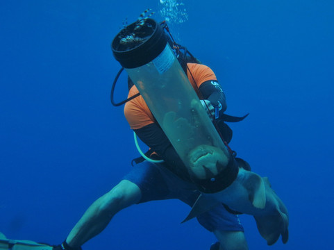 Sea Saba Dive Center-Windwardside必去景点