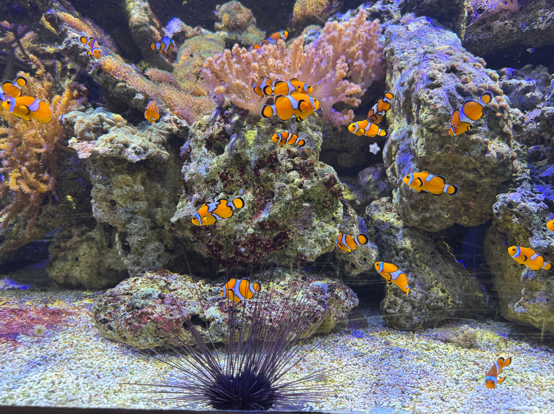 Aquarium De Touraine-Lussault-sur-Loire必去景点