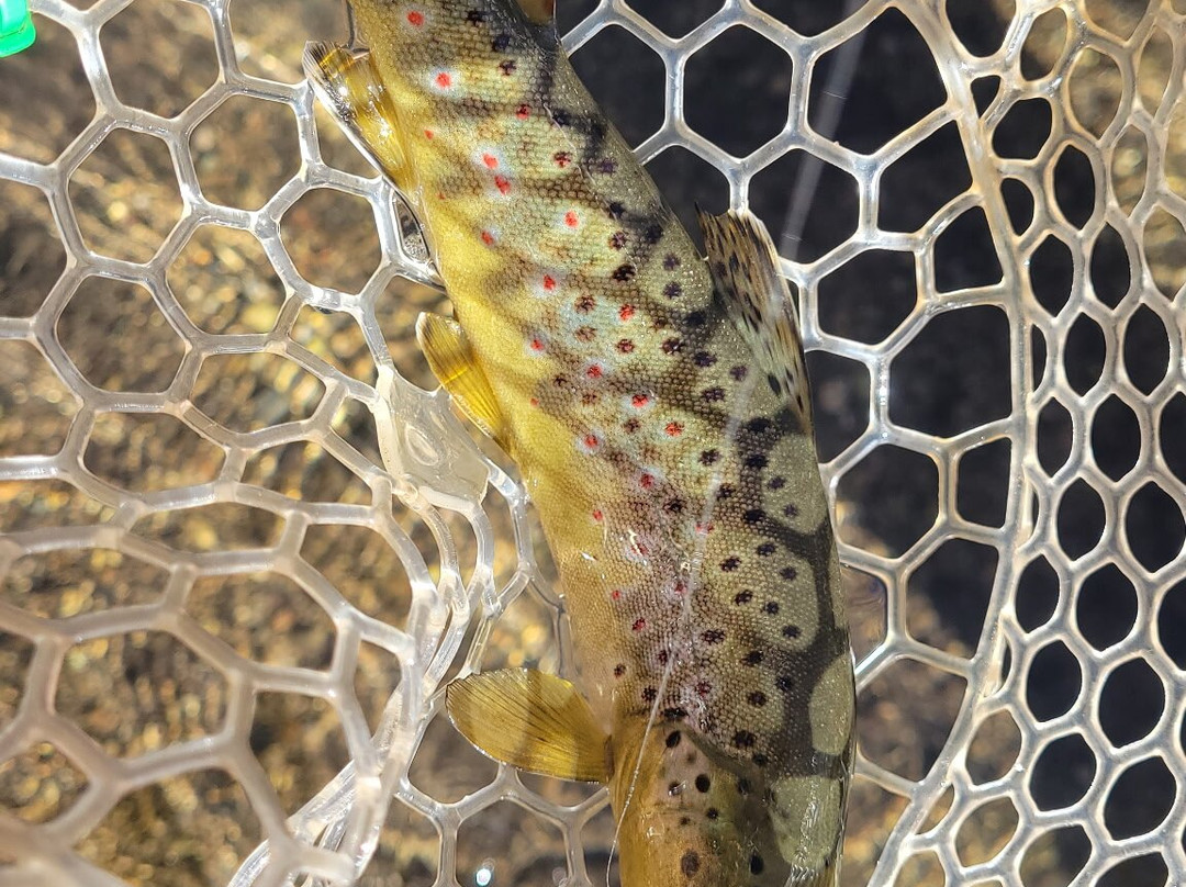 Sedona Fly Fishing Adventures-塞多纳必去景点