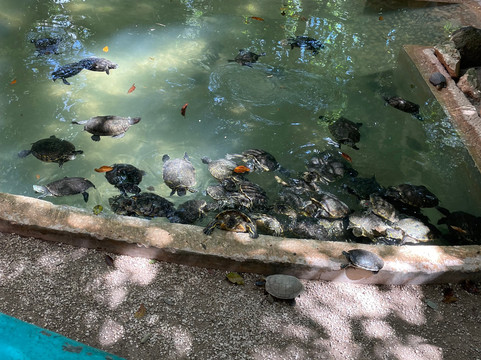 Croco Cun Zoo-从莫雷洛斯港必去景点