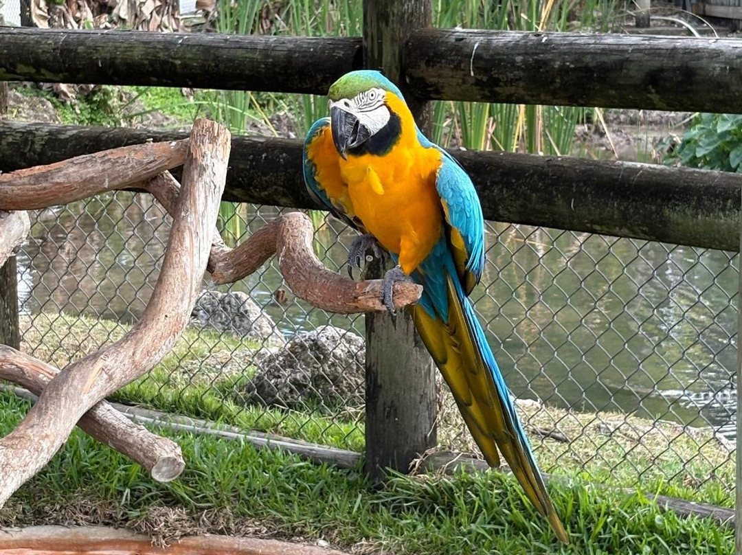 大沼泽地鳄鱼场-霍姆斯特德必去景点