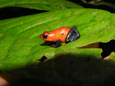 Allan Explorer-Upala必去景点