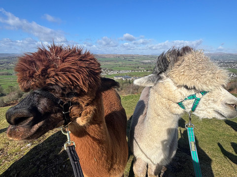 Wreay Syke Alpacas-肯德尔必去景点
