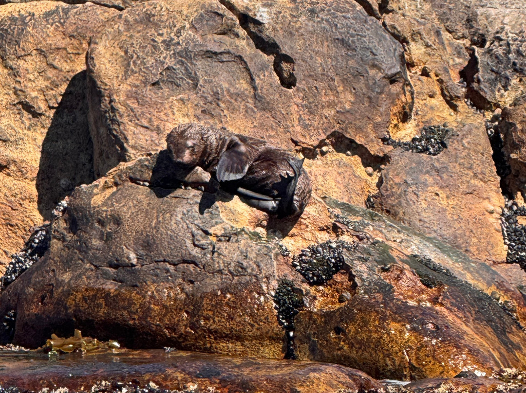 Cape Coast Expeditions-Yzerfontein必去景点