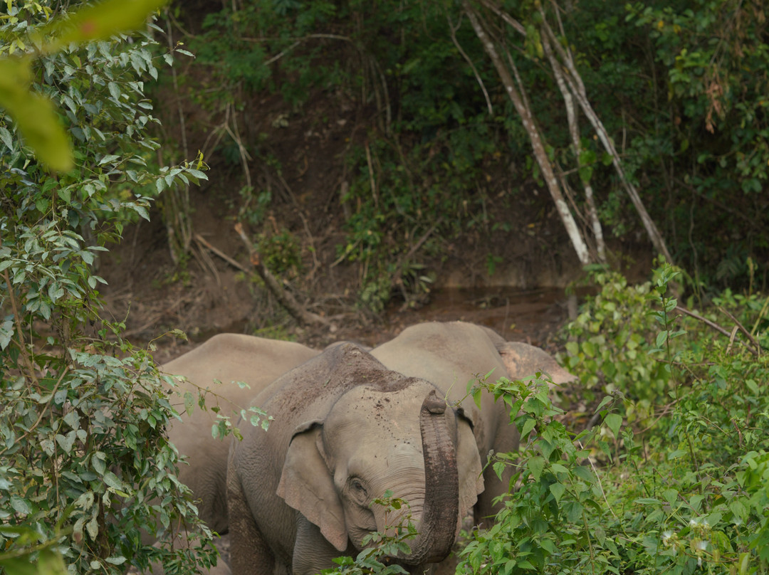 Hill Tribes Eco Lodges