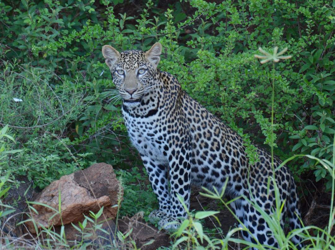 Safari Lenana-瓦塔木必去景点