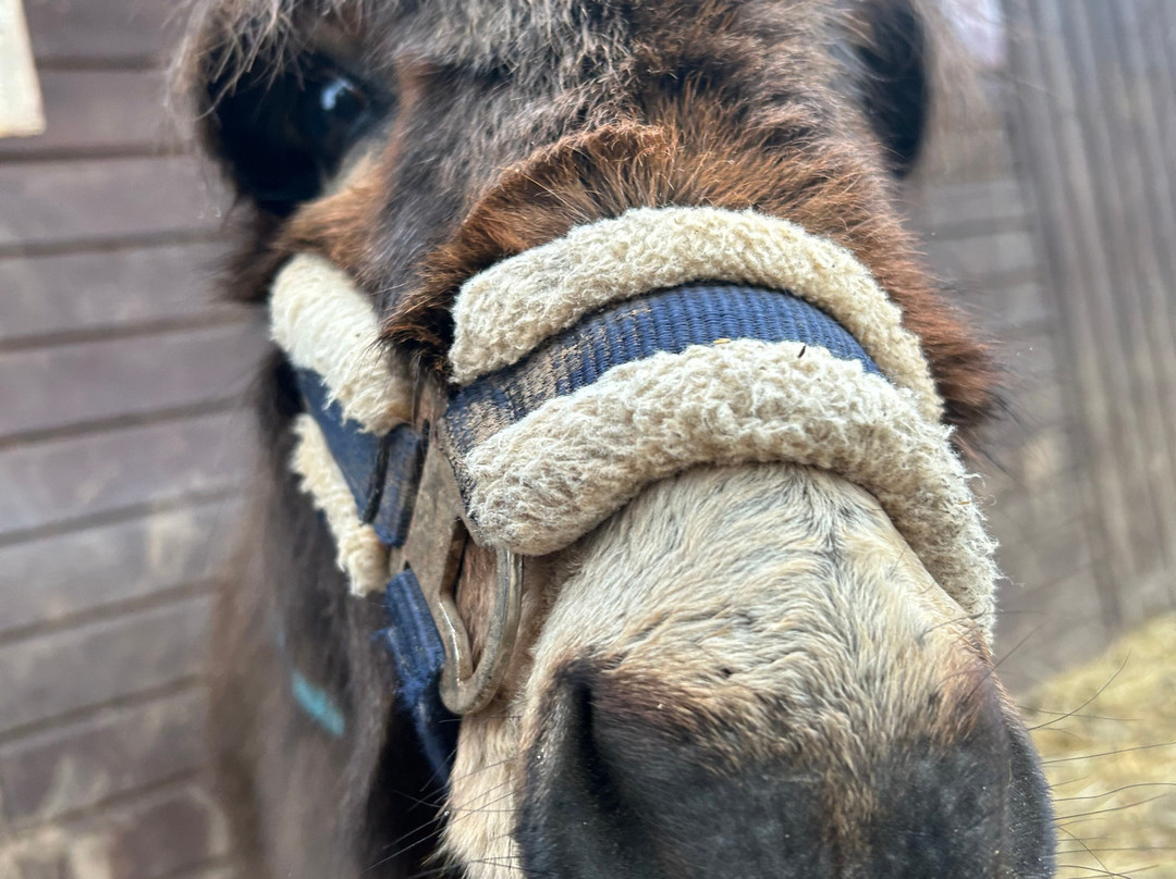 Lucky Tails Alpaca Farm-Atherstone必去景点