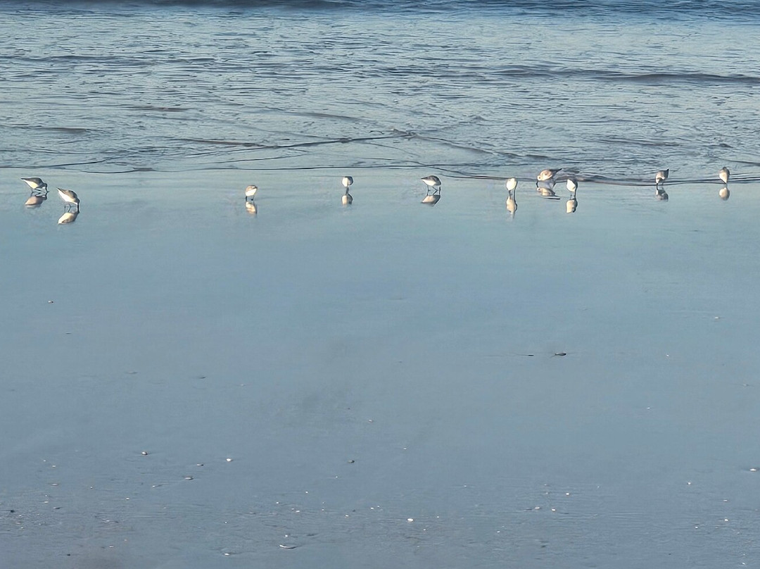 Donana Visitas-El Rocio必去景点