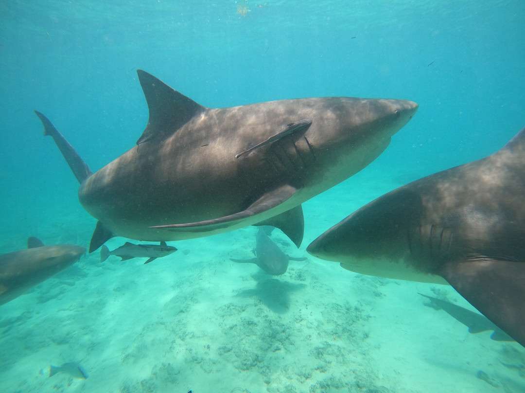 Neal Watson's Bimini Scuba Center-Alice Town必去景点
