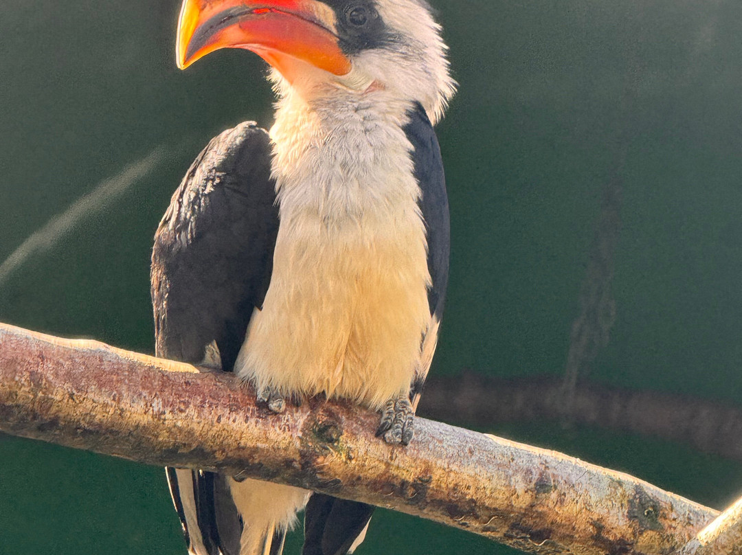 Belfast Zoo-Newtownabbey必去景点