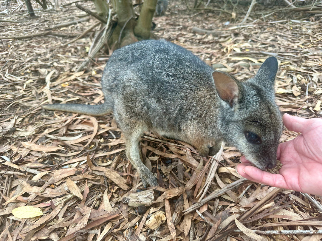 Cleland Wildlife Park-Crafers必去景点