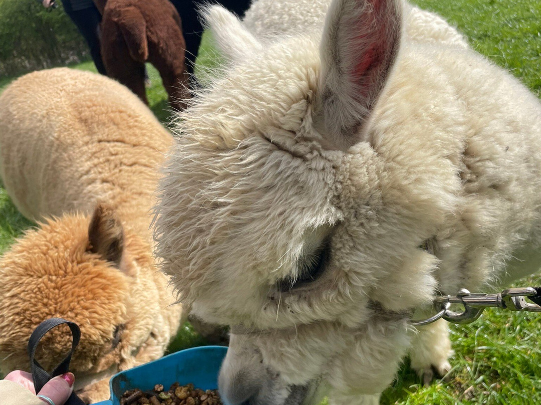 The Alpaca Centre at JandJ Alpacas-特伦特河畔纽瓦克必去景点