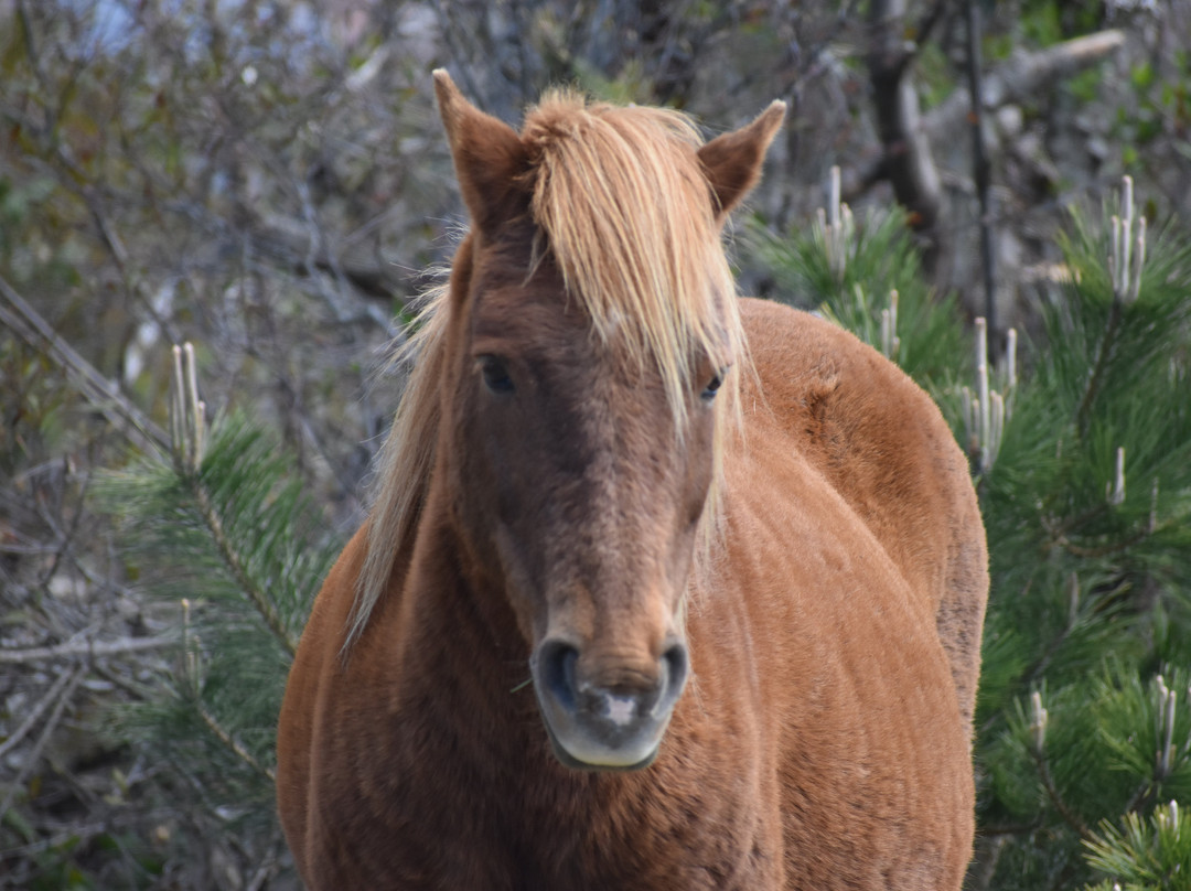 Assateague State Park-Berlin必去景点