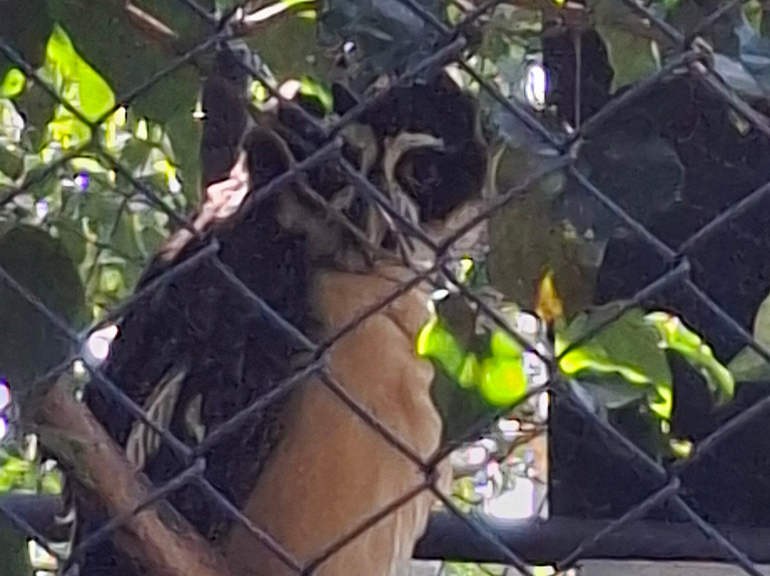 Rescate Wildlife Rescue Center-阿拉辉拉必去景点