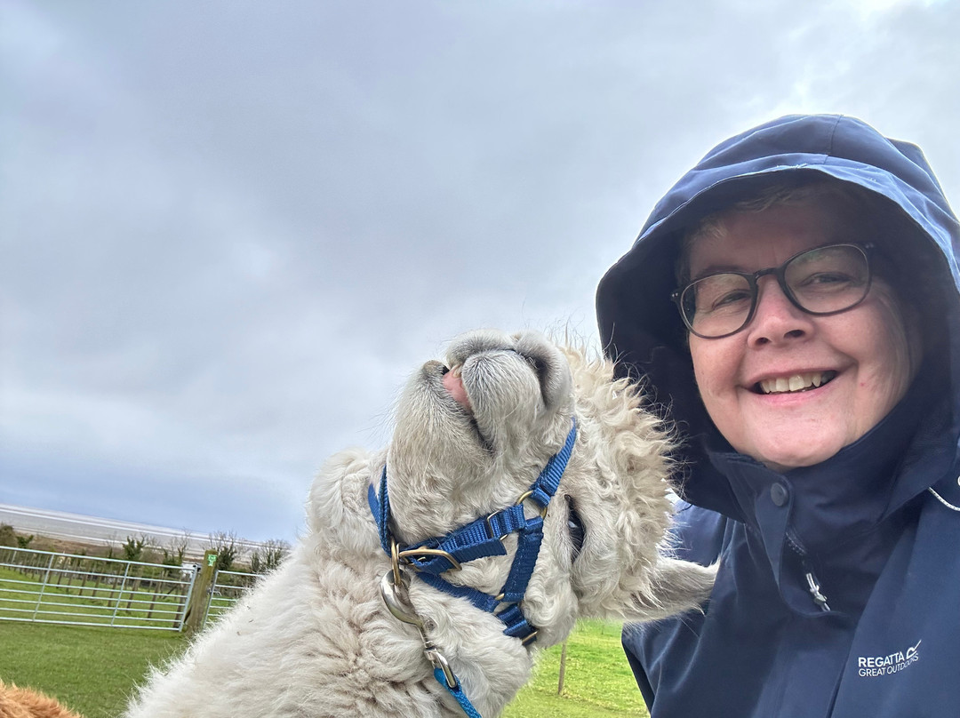 Bardsea Alpacas And Llamas-Bardsea必去景点