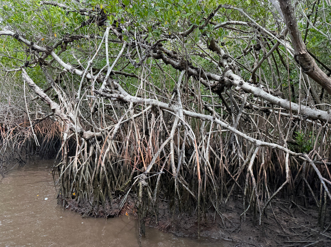Everglades City Airboat Tours-大沼泽地必去景点