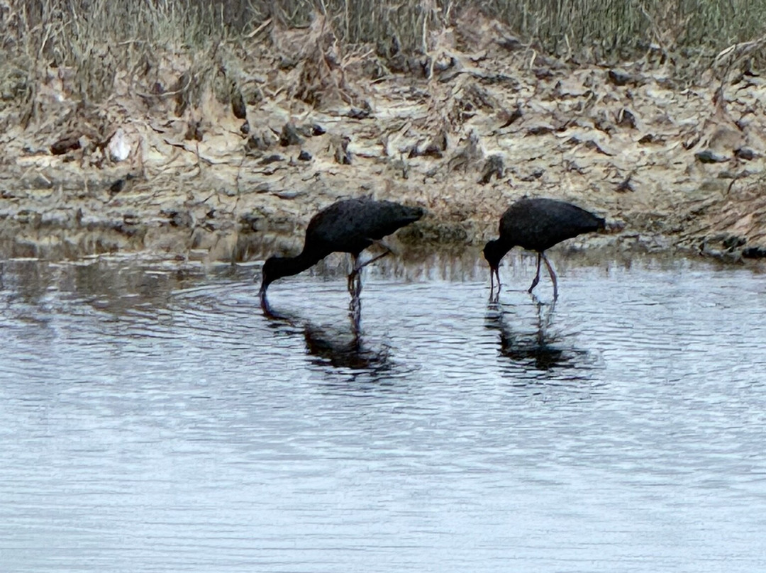 Chincoteague National Wildlife Refuge-钦科蒂格岛必去景点
