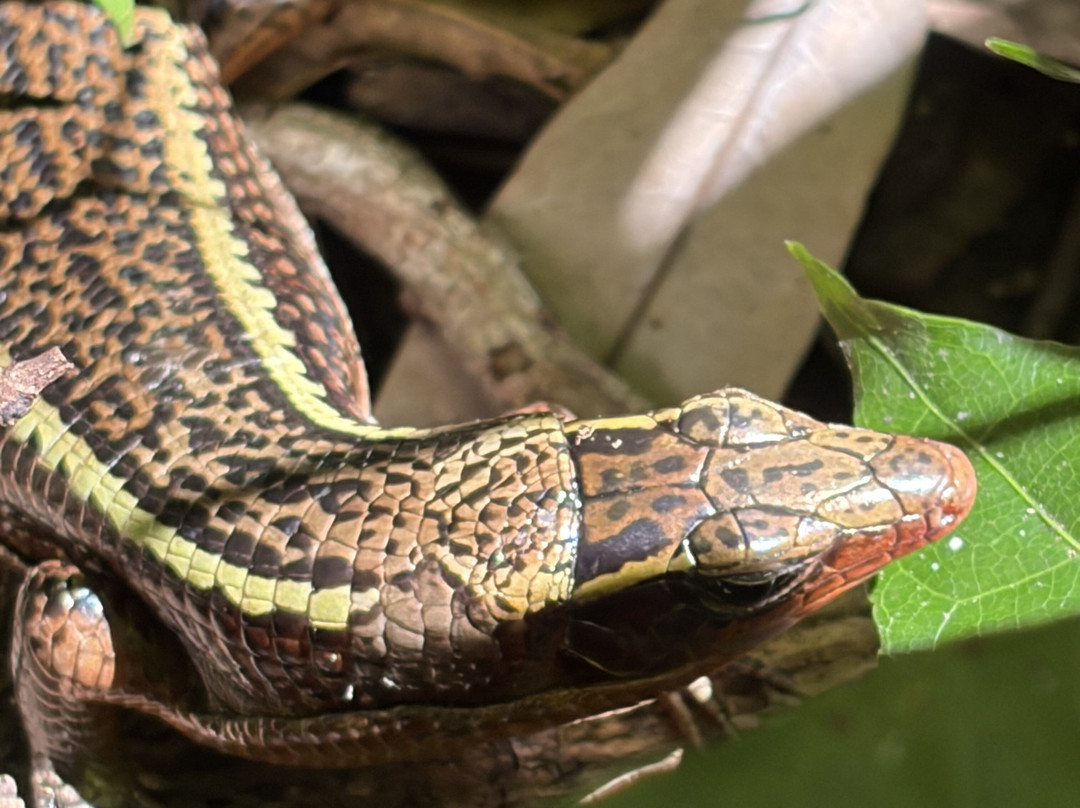 Nosy Be Alberto Tour-诺西贝必去景点