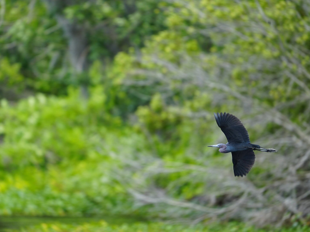 Airboat and Gator Charters-De Leon Springs必去景点