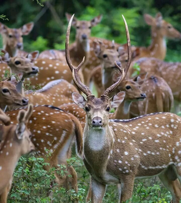 Nihar Srilanka Tours & Travels-Meemure必去景点