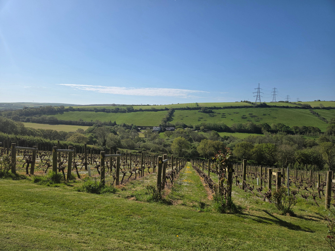Camel Valley Vineyard-博德明必去景点