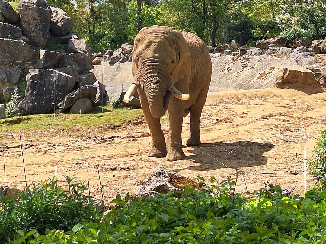 Colchester Zoo-科尔切斯特必去景点