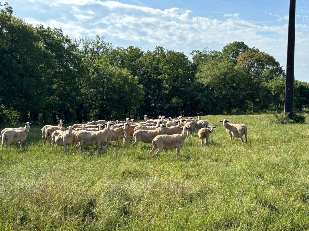 Safari de Saint Cirq Lapopie-Saint-Cirq-Lapopie必去景点