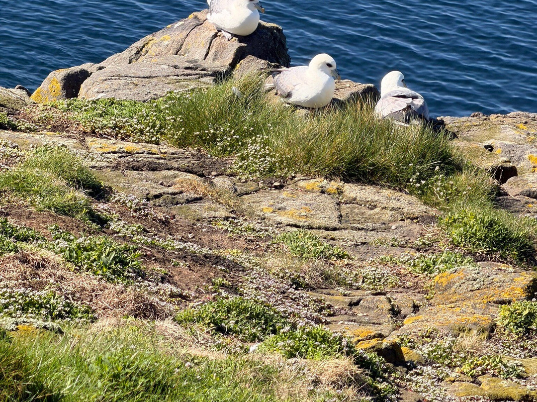 Scottish Seabird Centre-北柏威克必去景点